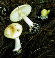 Amanita citrina: A progression of stages of development show young caps emerging from the sac-like universal veil at the upper right. The center mushroom shows the large basal bulb, free white gills and superior ring on the stalk.
